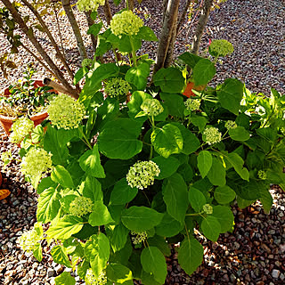 玄関/入り口/植物のある暮らし/グリーン大好き＊/庭の花を飾る/ナチュラル...などのインテリア実例 - 2020-06-08 16:26:33