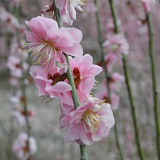 お花大好き♡/しだれ梅/鈴鹿の森庭園/観光/一眼レフ...などのインテリア実例 - 2017-04-07 06:57:34