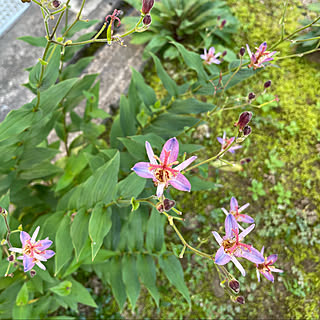 整骨院通いしてます/花言葉"永遠にあなたのもの"/ホトトギス(山野草)/快晴31℃/まだまだ暑いです...などのインテリア実例 - 2022-09-12 13:17:25