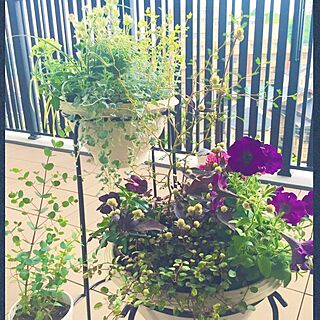 リビング/寄せ植え/コーナンの鉢/植物のインテリア実例 - 2016-05-30 23:07:13