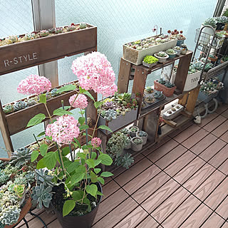 棚/植物のある暮らし/ピンクのアナベル/紫陽花/ベランダガーデニングのインテリア実例 - 2022-06-07 08:29:13