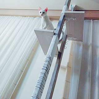 ねこ部/ねこのいる風景/キャットタワー/ねこと暮らす。/キャットタワーDIY...などのインテリア実例 - 2016-10-14 22:20:45