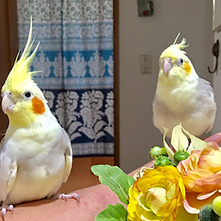 玄関/入り口/オカメインコのいる暮らし/オカメインコ と楽しい生活/鳥と暮らす/ふぇいくふらわ－...などのインテリア実例 - 2017-09-06 12:34:12