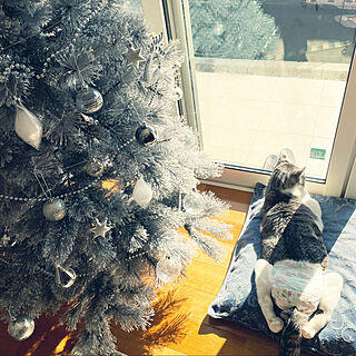 クリスマス/クリスマスツリー/クリスマスツリー150cm/下半身不随/おむつ猫...などのインテリア実例 - 2021-12-25 23:11:06