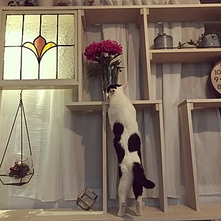 壁/天井/観葉植物/動物/DIY/ドライフラワー...などのインテリア実例 - 2017-06-09 21:43:34