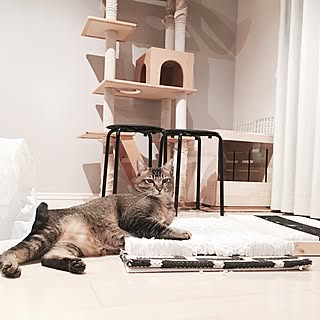 リビング/IKEA スツール/爪とぎ/DIY/猫トイレカバー...などのインテリア実例 - 2016-03-09 01:42:18
