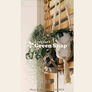 自慢/greensnap/ガーデニングのインテリア実例 - 2016-03-03 19:30:41