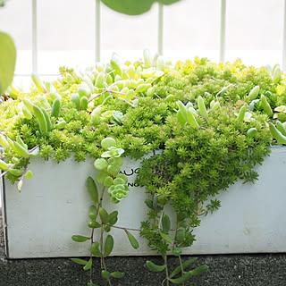 玄関/入り口/グリーン大好き/セダムもりもり/セダム寄せ植え/ウッドデッキgarden...などのインテリア実例 - 2017-06-16 13:52:32