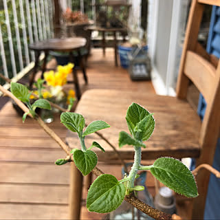 花と緑のある暮らし/インテリアじゃなくてごめんなさい/ねこのいる日常/植物/花を飾る...などのインテリア実例 - 2020-04-01 04:49:47