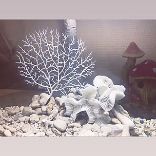 水槽ディスプレイ ミドリフグのインテリア実例 Roomclip ルームクリップ