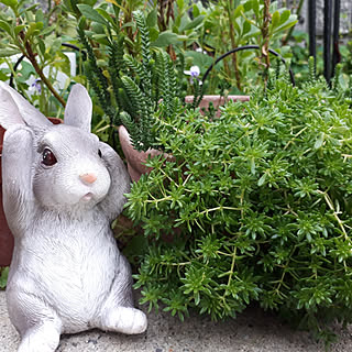 部屋全体/植物のある暮らし/しょくぶつのある暮らし/10月のお庭/多肉植物...などのインテリア実例 - 2021-10-22 19:50:39