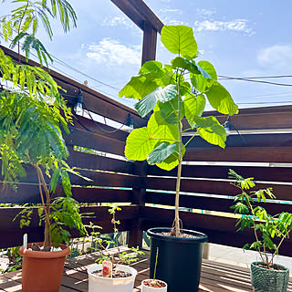 観葉植物の日光浴/ウンベラータ/ウンベラータ成長中/観葉植物の水遣り/観葉植物のある暮らし...などのインテリア実例 - 2023-05-28 13:05:37