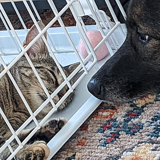 犬と暮らす/犬のいる暮らし/ねこと暮らす/ねこのいる暮らし/マンション暮らし...などのインテリア実例 - 2022-07-31 19:34:35