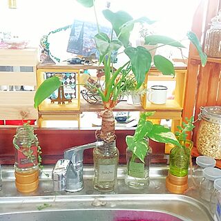 キッチン/DIY/観葉植物♡/100均リメイクのインテリア実例 - 2016-09-18 01:35:12