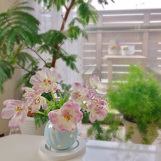 棚/チューリップ/花のある暮らし/フラワーベース/グリーンのある暮らし...などのインテリア実例 - 2017-03-11 08:02:24