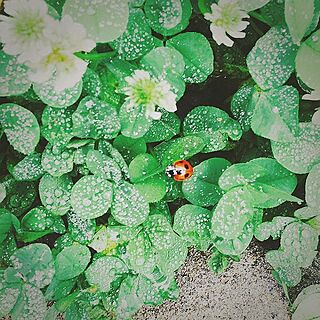 玄関/入り口/植物/庭/てんとう虫/クローバーのインテリア実例 - 2014-06-15 06:22:26
