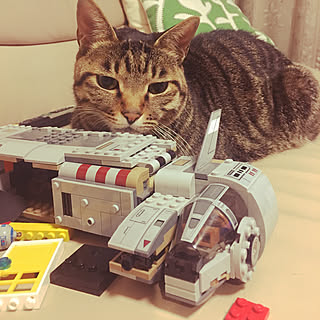 レゴスターウォーズ/インテリアじゃなくてすみません/賃貸/ねこ部/ねこと暮らす...などのインテリア実例 - 2018-02-21 20:13:04