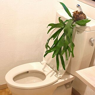 バス/トイレ/観葉植物のインテリア実例 - 2013-06-13 19:12:17