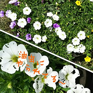 玄関/入り口/植物/お庭いじり/いぃね！ありがとぉござぃます♡/心はずっと春...などのインテリア実例 - 2017-06-20 13:18:55