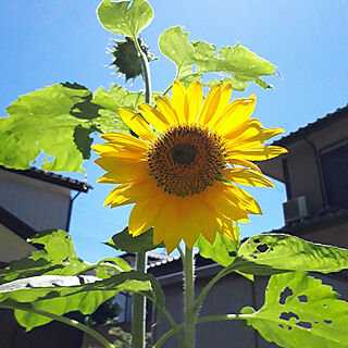 玄関/入り口/向日葵/夏/青空/家の中は…...などのインテリア実例 - 2021-07-18 16:40:43