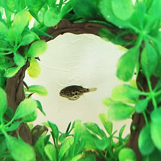 水槽 ミドリフグのおしゃれなアレンジ 飾り方のインテリア実例 Roomclip ルームクリップ