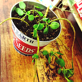 棚/植物が増えていく、、/置き場に困る。。/金のなる木/多肉植物...などのインテリア実例 - 2017-10-01 23:54:34