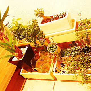 玄関/入り口/観葉植物/NEW/花のある暮らし/緑のある暮らし...などのインテリア実例 - 2017-04-30 00:02:03