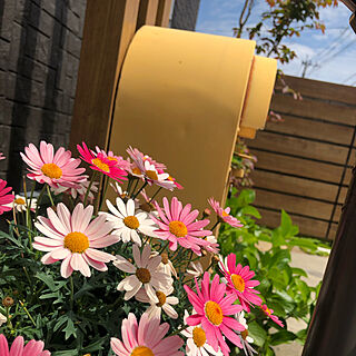 木目フェンス/ピンクと黄色/ピンクの花/花に囲まれる暮らし/花のある生活...などのインテリア実例 - 2021-04-22 10:30:08