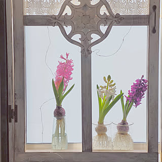 ヒヤシンス水耕栽培 内窓diyのインテリア 手作りの実例 Roomclip ルームクリップ