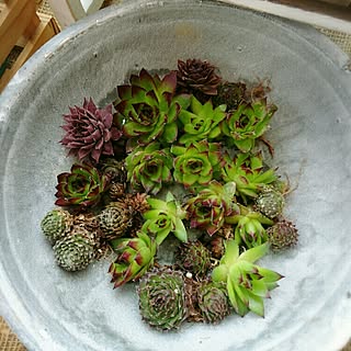 多肉植物/今日の癒し/ガーデン雑貨/紅葉する多肉/多肉の紅葉...などのインテリア実例 - 2017-03-30 18:56:52