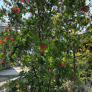 庭の赤いブラシの木/ベッド周りのインテリア実例 - 2020-09-04 06:58:09