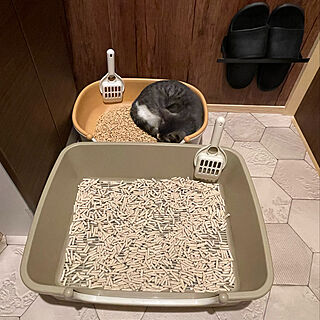 猫トイレ比較/猫ちゃん想い/ねこと暮らす/ニャンとも清潔トイレ/ねこのいる日常...などのインテリア実例 - 2022-11-21 22:17:08