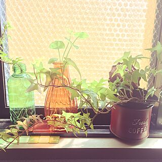 リビング/キレートレモンの瓶/小窓/緑/植物...などのインテリア実例 - 2017-05-22 22:34:41