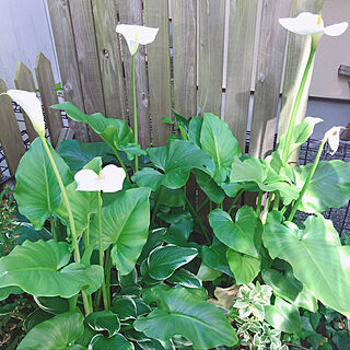 カラー/狭い庭/花/おはようございます/いつもありがとうございます...などのインテリア実例 - 2019-05-17 08:38:01