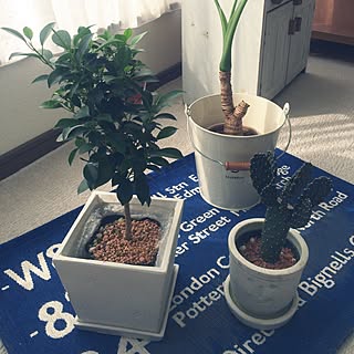 部屋全体/ダイソー/3COINS/観葉植物/バスステーションラグ...などのインテリア実例 - 2015-03-03 10:37:37