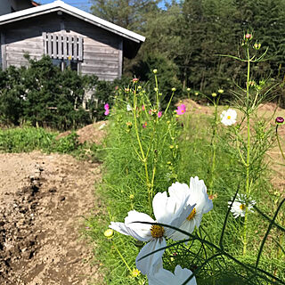 秋/自給自足/家庭菜園/秋桜/小屋のある暮らし...などのインテリア実例 - 2022-10-06 16:39:59