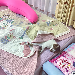 ねこと暮らす/クゥ5才/RCの出会いに感謝♡/カラフル好き/猫のいる日常...などのインテリア実例 - 2021-08-21 18:13:40