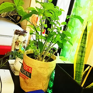 植物/植中毒♡/観葉植物/建て売りだけど…可愛くしたい(^^;/グリーンのある暮らしのインテリア実例 - 2016-05-20 15:10:02