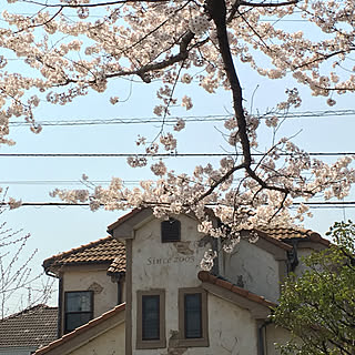 日常の風景/春夏秋冬を感じる暮らし/イベント参加中/暮らしの一コマ/桜色...などのインテリア実例 - 2018-03-30 12:19:51