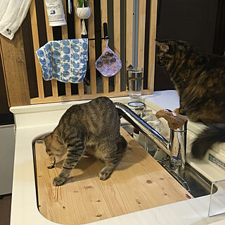 猫と暮らす シンクカバーのインテリア実例 ｜ RoomClip（ルームクリップ）