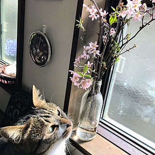 温度湿度計/春を感じる猫/桜/いいね&フォローありがとうございます☆/猫と暮らす家...などのインテリア実例 - 2021-04-02 09:28:26