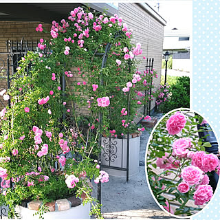 Diy つるバラのインテリア 手作りの実例 Roomclip ルームクリップ