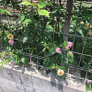 玄関/入り口/2017.7.3/植物/みどりのある暮らし/花のある暮らしのインテリア実例 - 2017-07-03 12:02:09