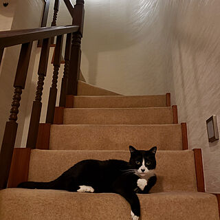 猫/ねこのいる風景/ねこと暮らす/階段/カーペット敷きの階段のインテリア実例 - 2021-05-17 18:54:50