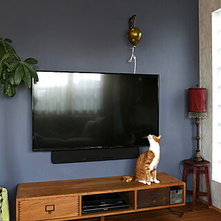 セルフペイント壁/壁掛けテレビ/ねこのいる日常/猫と暮らす/ねこと暮らす...などのインテリア実例 - 2022-02-24 22:03:45