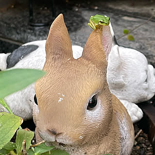 カエルさん♡/ウサギの置物/癒し♡/見て頂いてありがとうございます*ˊᵕˋ*/バス/トイレ...などのインテリア実例 - 2022-07-28 18:39:23