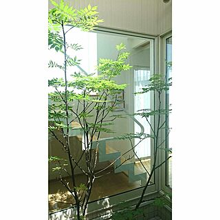 植物/日替わり投稿企画!木曜日/ナチュラルモダン/光庭/シンプル...などのインテリア実例 - 2017-05-18 17:37:30