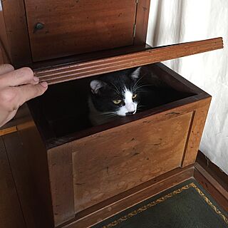 そこは靴入れだ/君は何を思うのか/猫の遊び場/階段は猫も収納できる/収納...などのインテリア実例 - 2017-07-16 22:23:48