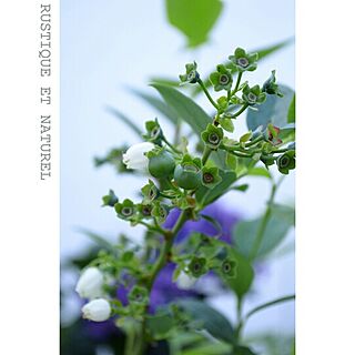 棚/花/植物/ブルーベリーのインテリア実例 - 2014-05-18 15:09:26