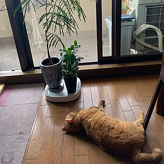 窓と猫の物語2021withYKKAP/猫と暮らすマンション/ねこと暮らす/猫が好き❤︎/観葉植物のある暮らし...などのインテリア実例 - 2021-11-20 15:41:21